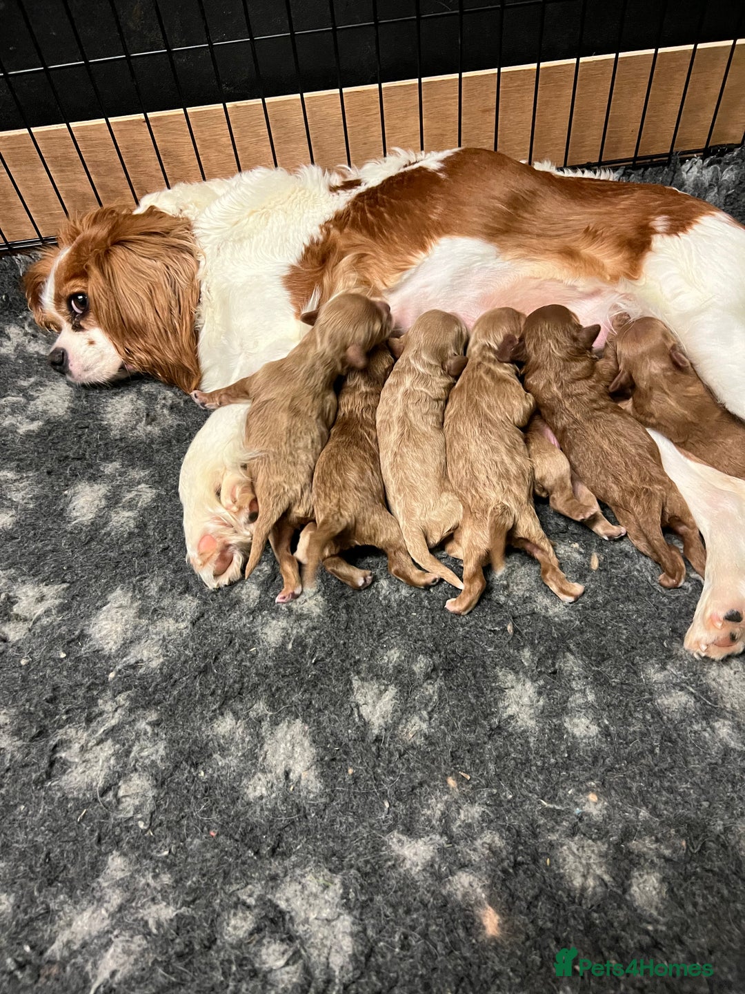 Cavapoo dogs for sale: Cavapoos puppies  - Image 33