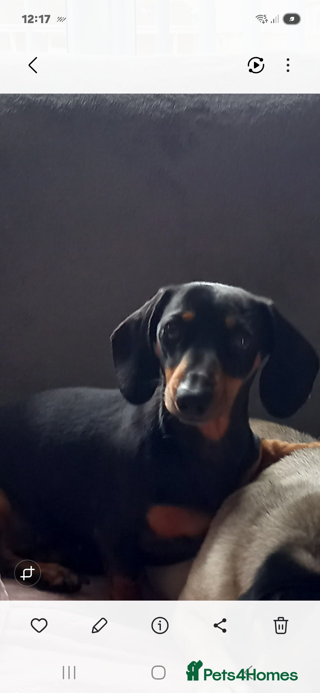 Miniature Dachshund dogs Miniture Dashund puppies - Advert 1