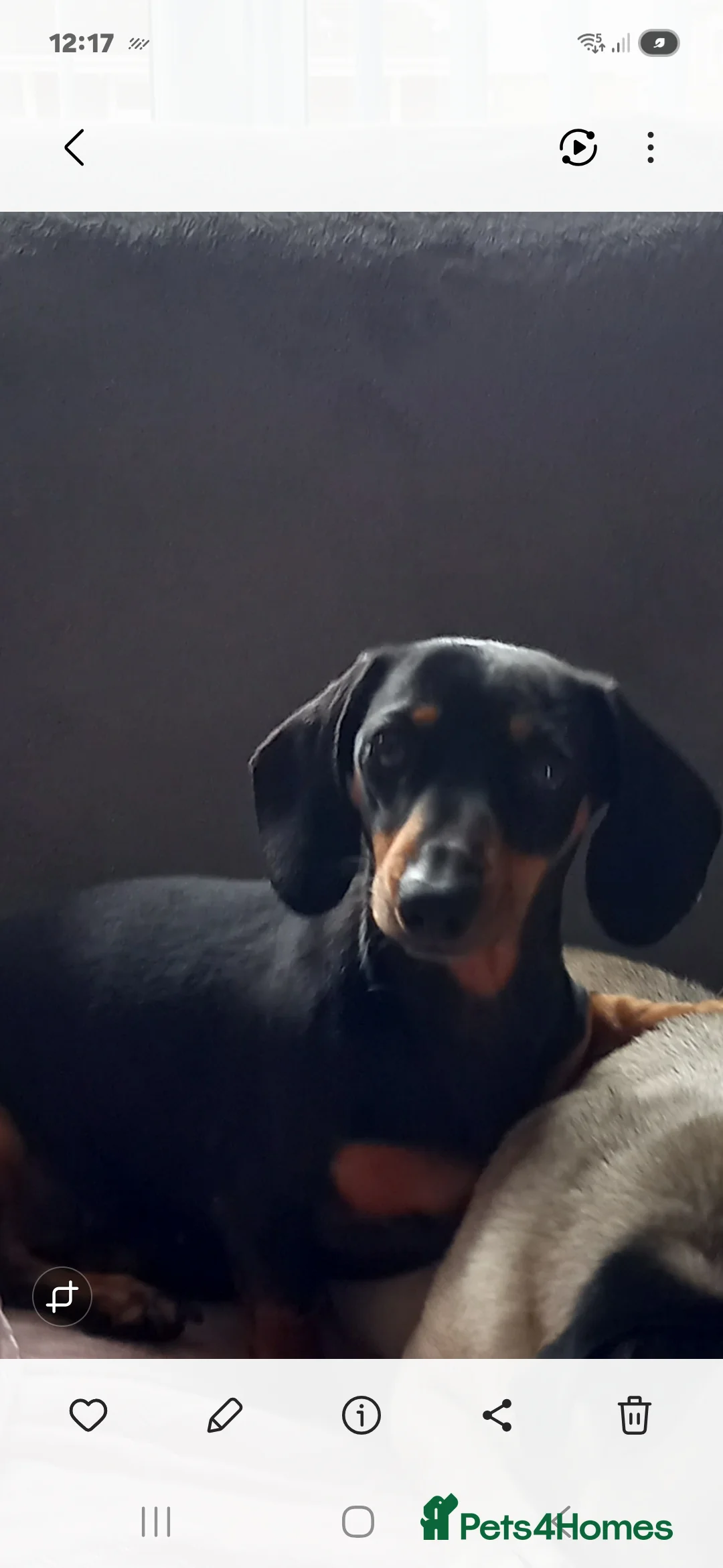 Miniature Dachshund dogs for sale: Miniture Dashund puppies - Advert 1