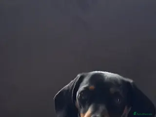 Miniature Dachshund dogs Miniture Dashund puppies - Advert 1