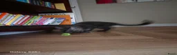 Maine Coon cats for sale: PROUDLY LICENSED, FULLY REGISTERED CATTERY!!  - Advert 13