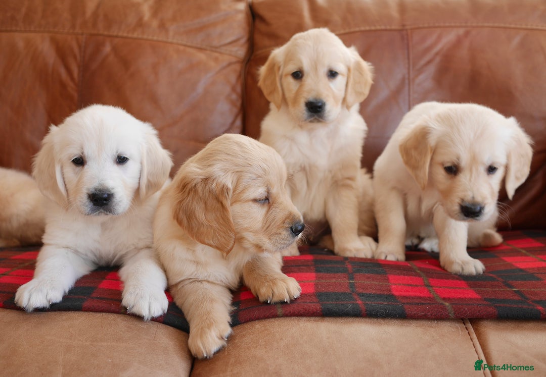 Golden Retriever dogs for sale: Quality KC Health Tested Golden Retriever Puppies - Advert 13