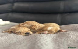 Maltipoo dogs for sale: Stunning litter of tiny maltipoos - Image 2