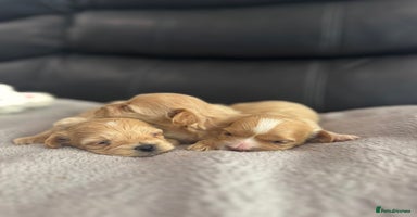 Maltipoo dogs - Advert 5