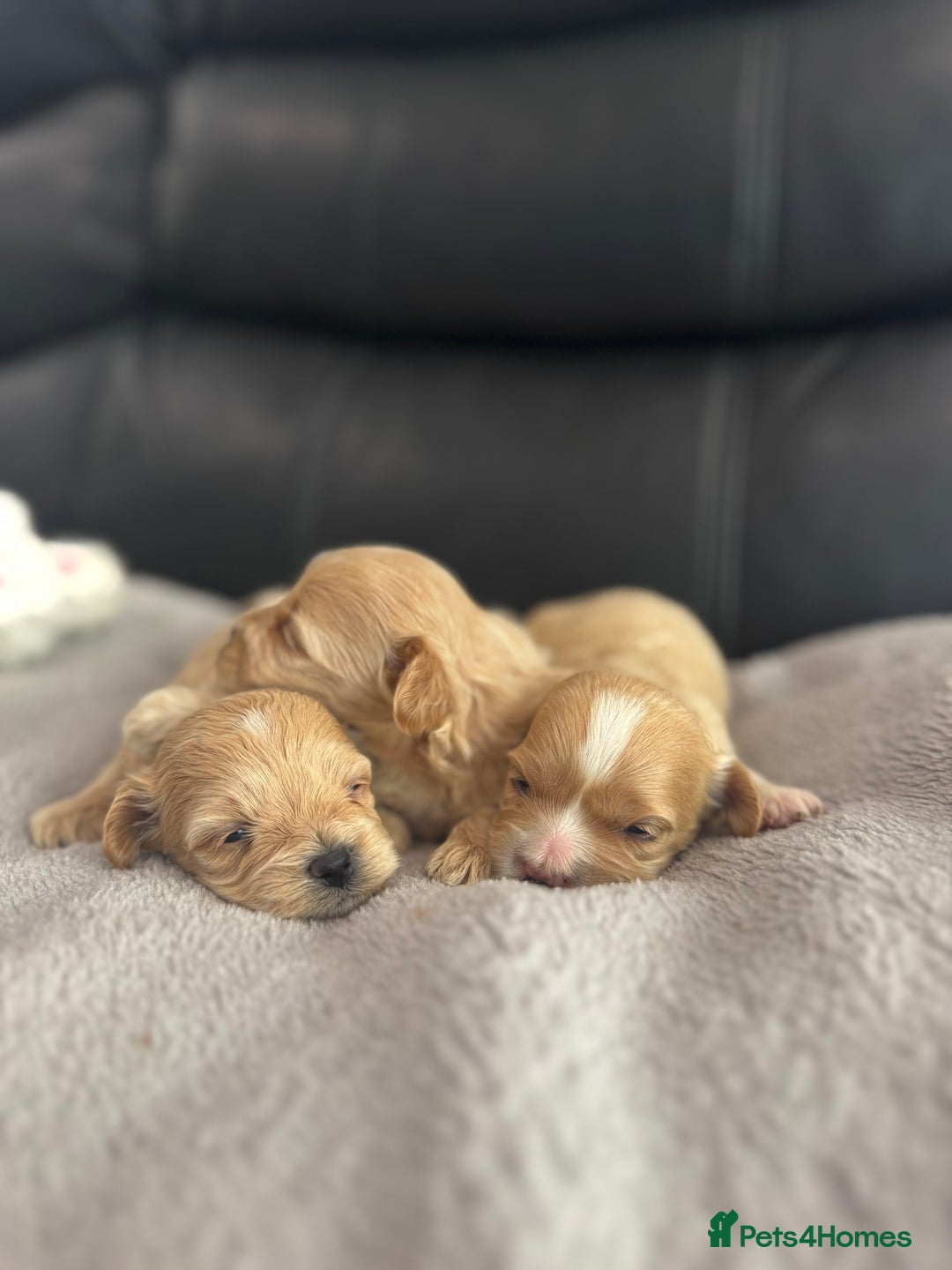 Maltipoo dogs for sale: Stunning litter of tiny maltipoos - Image 2