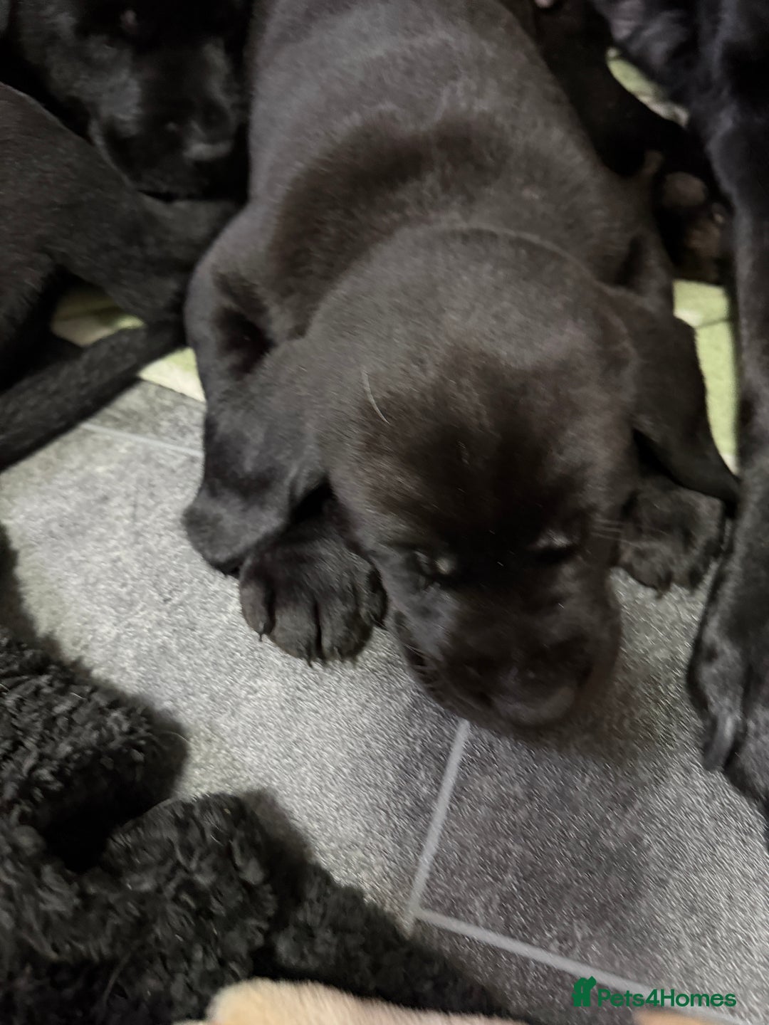 Labrador Retriever dogs for sale: Labrador puppies ready to go now Last pup left  - Advert 5