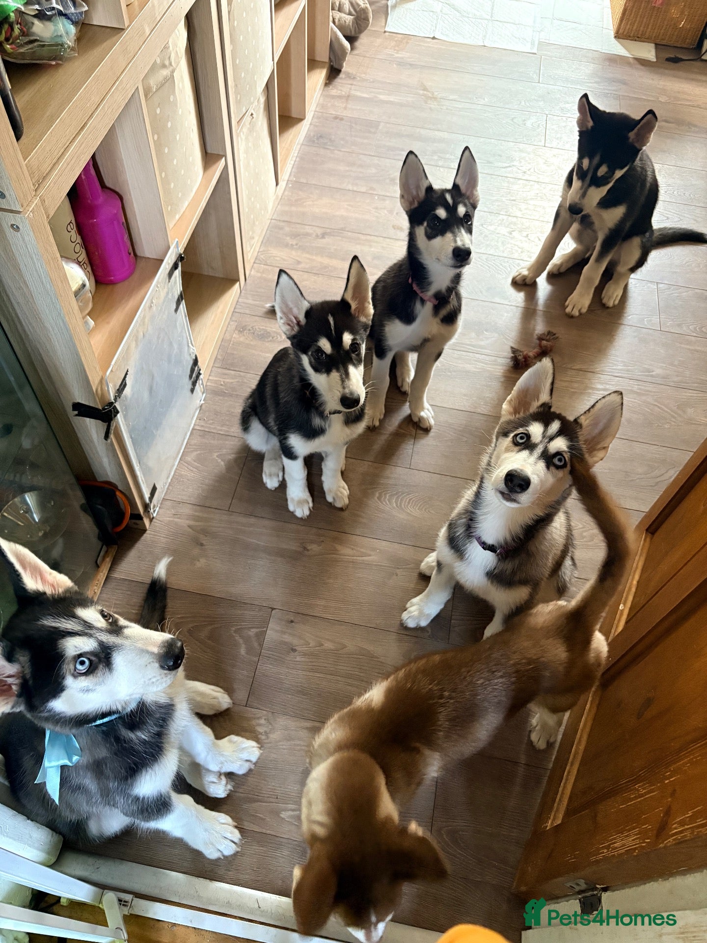 Siberian Husky dogs Siberian Huskies 12 week old female ready now  - Advert 1
