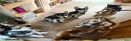 Siberian Husky dogs for sale: Siberian Huskies 12 week old female ready now  - Advert 1