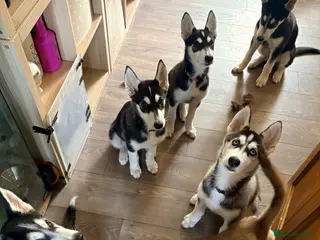 Siberian Husky dogs Siberian Husky 13 week old female ready now - Advert 1