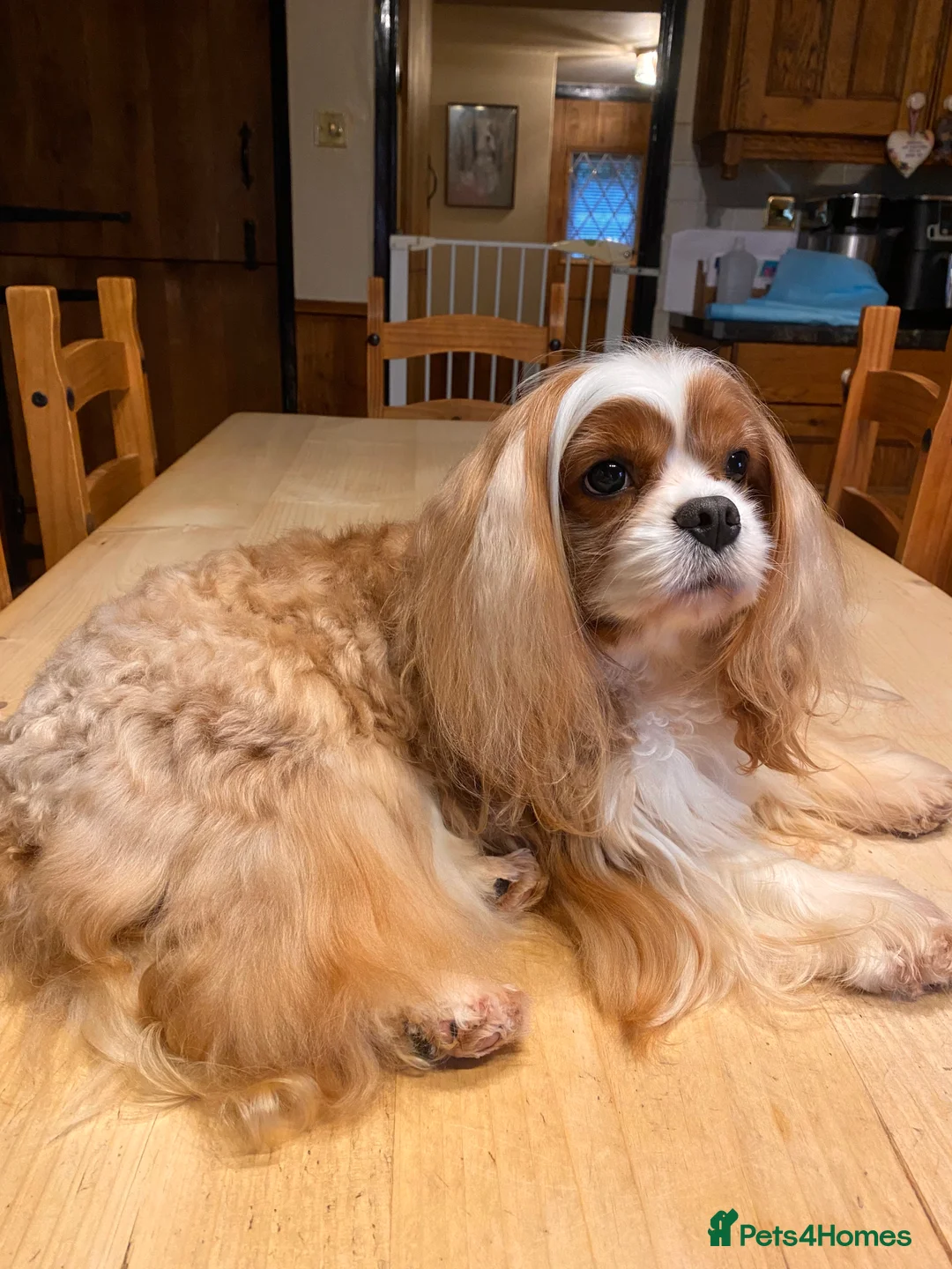 Cavalier King Charles Spaniel dogs for stud: Stunning Cavalier Stud, Elite Import. in Market Drayton - Advert 2