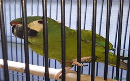 Macaws birds for sale: Illigers Macaw - Image 5