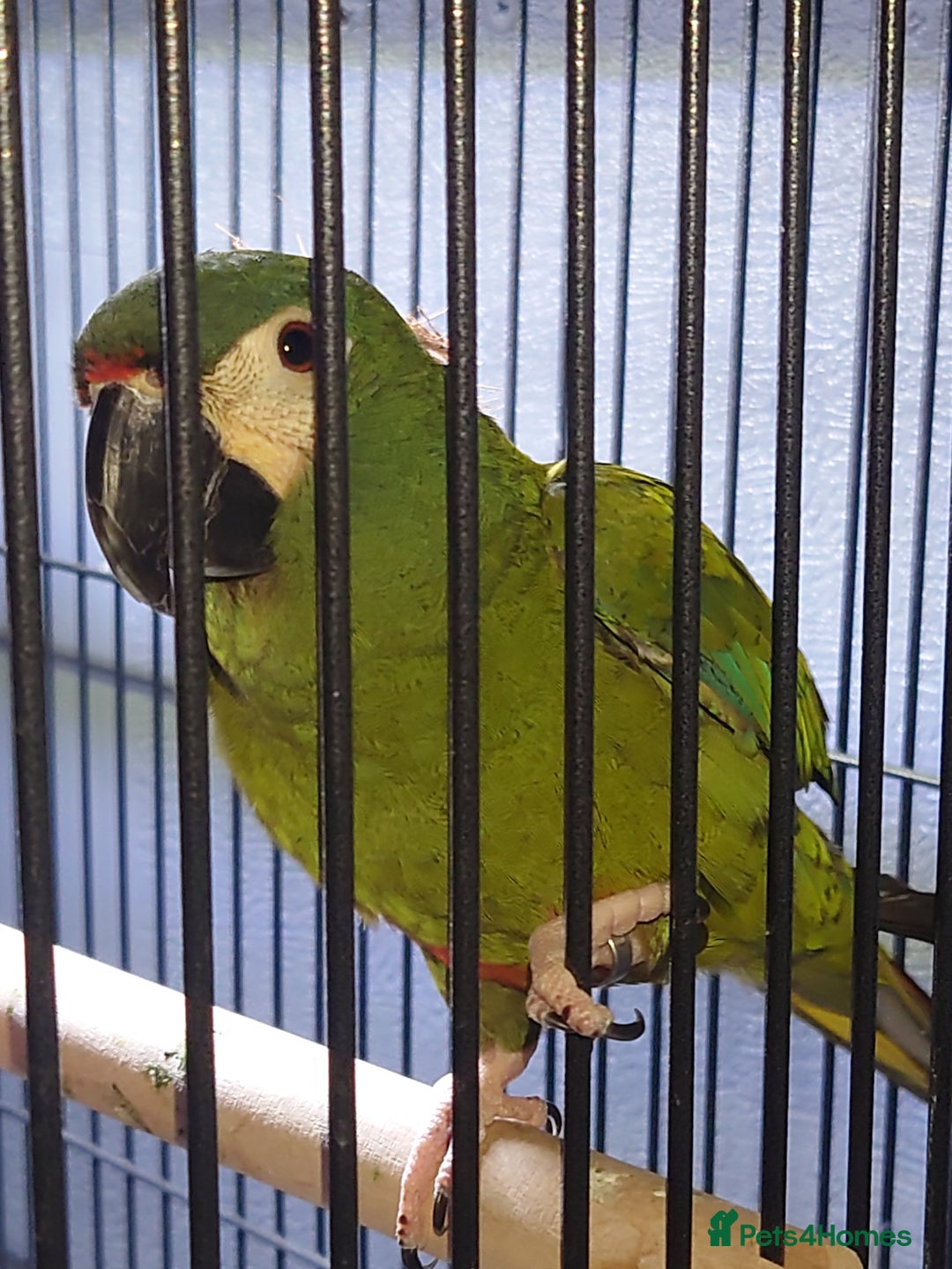 Macaws birds for sale: Illigers Macaw - Image 5