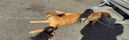 Mixed Breed dogs for sale: Rottweiler / Black Mouth Cur Mix Puppies  - Advert 13