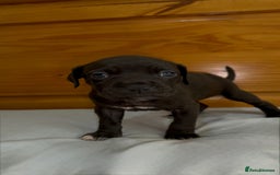 Cane Corso dogs for sale: Cane Corso Puppies for Sale - Image 37