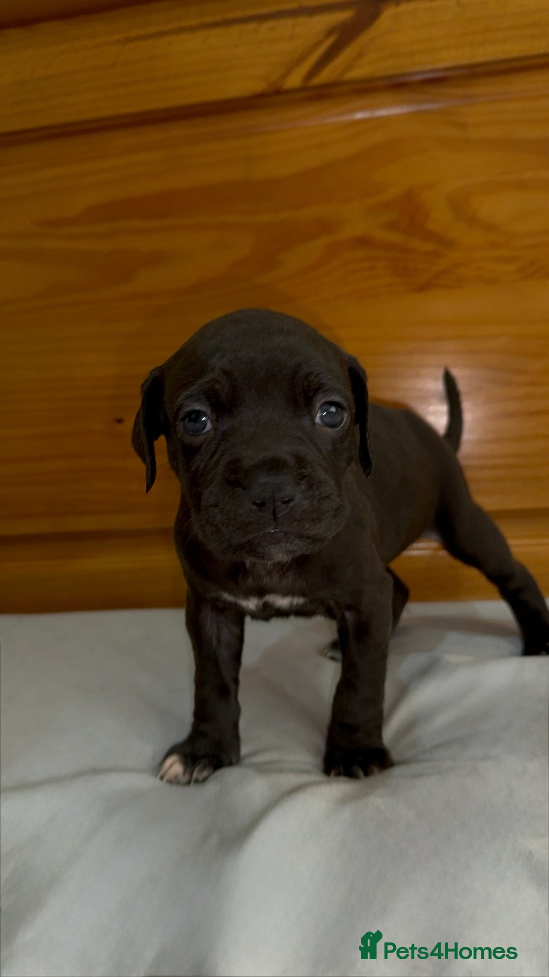 Cane Corso dogs for sale: Cane Corso Puppies for Sale - Image 37