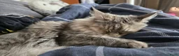 Maine Coon cats for sale: Cleo - Maine Coon - Looking for a loving home. - Advert 18