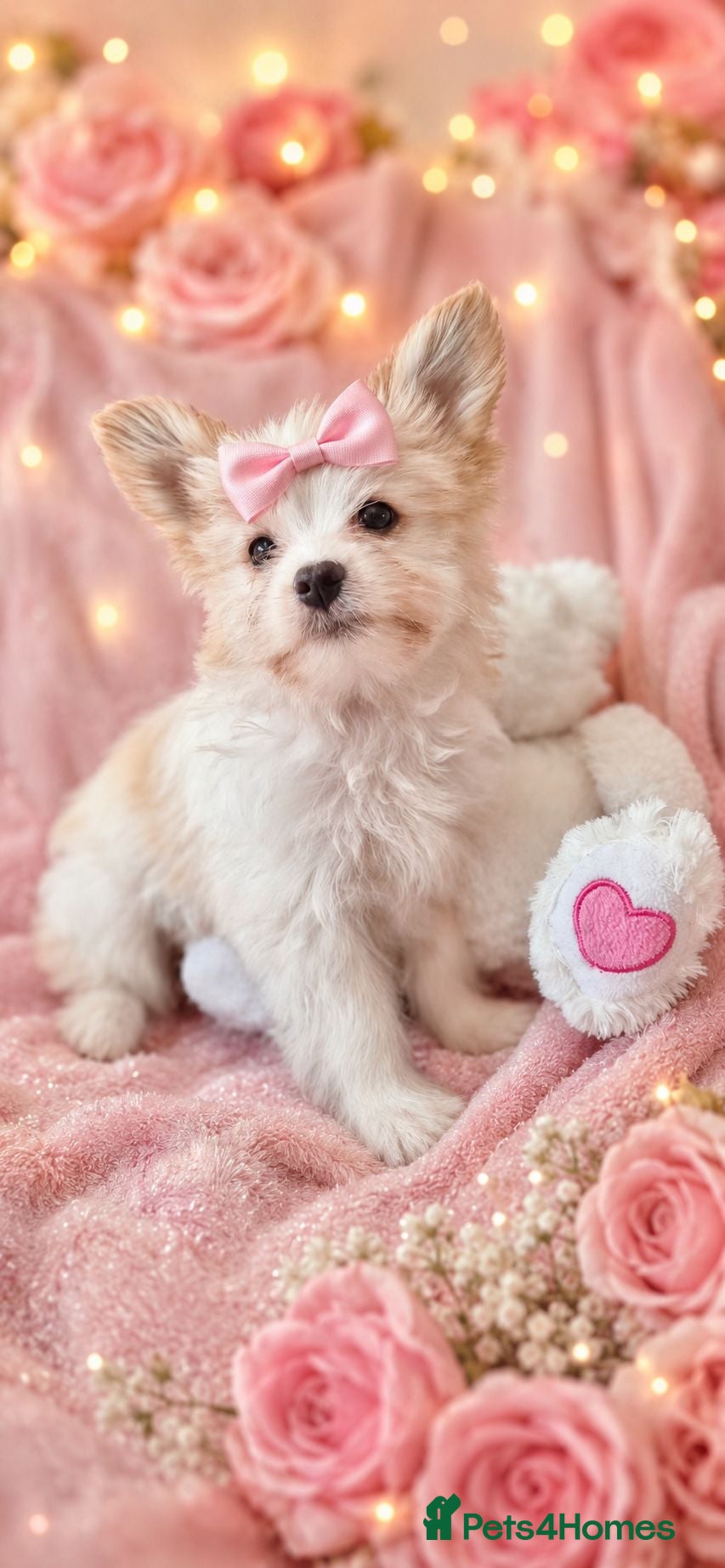 Yorkshire Terrier dogs 1 gorgeous colourful Yorkshire Terrier girl - Advert 9
