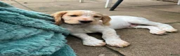 Cocker Spaniel dogs for sale: 4 month lemon roan cocker spaniel  - Advert 2