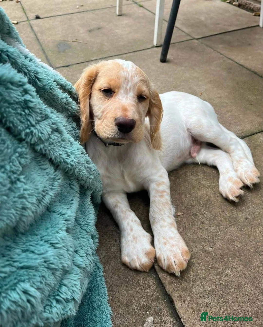 Cocker Spaniel dogs for sale: 4 month lemon roan cocker spaniel  - Advert 2