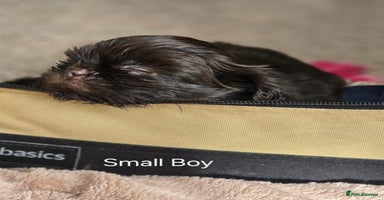 Shih Tzu dogs - Advert 9