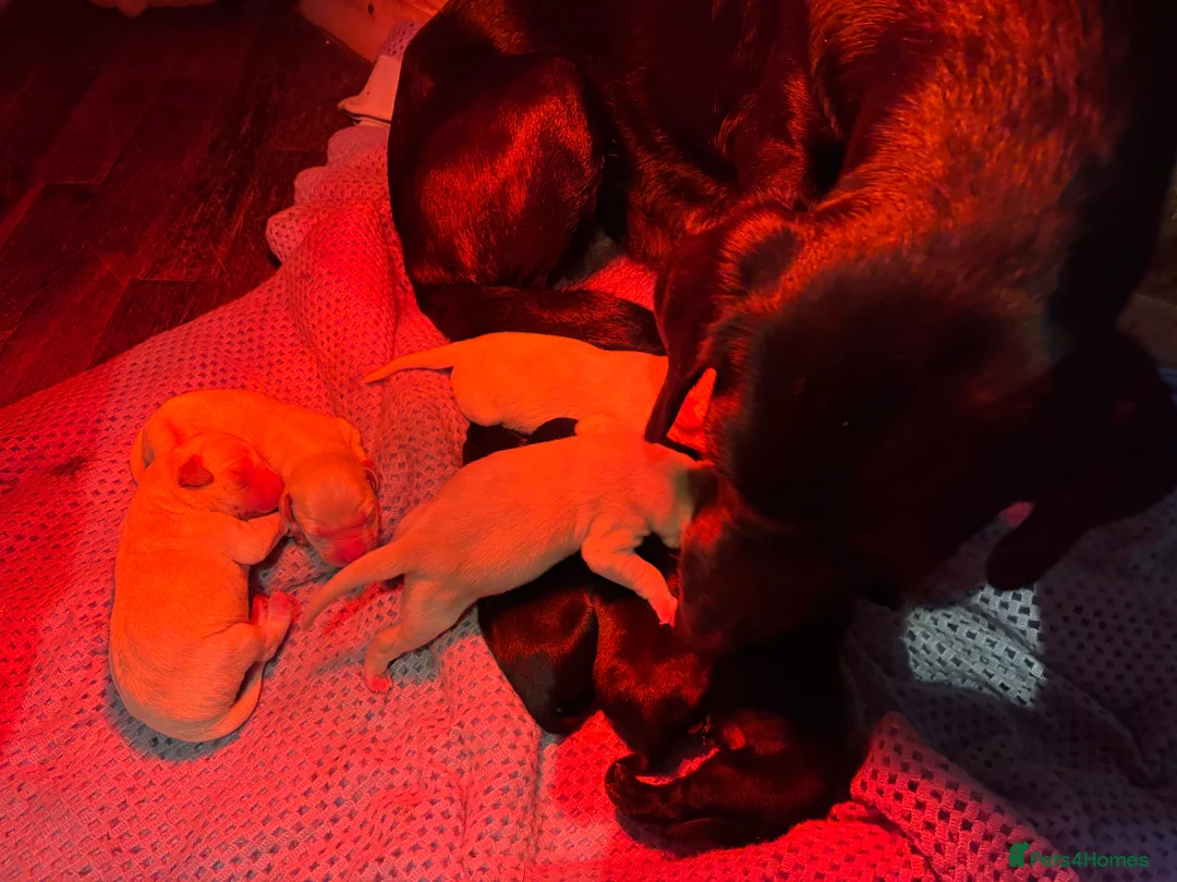 Labrador Retriever dogs for sale: Lovely Labrador litter  - Advert 1