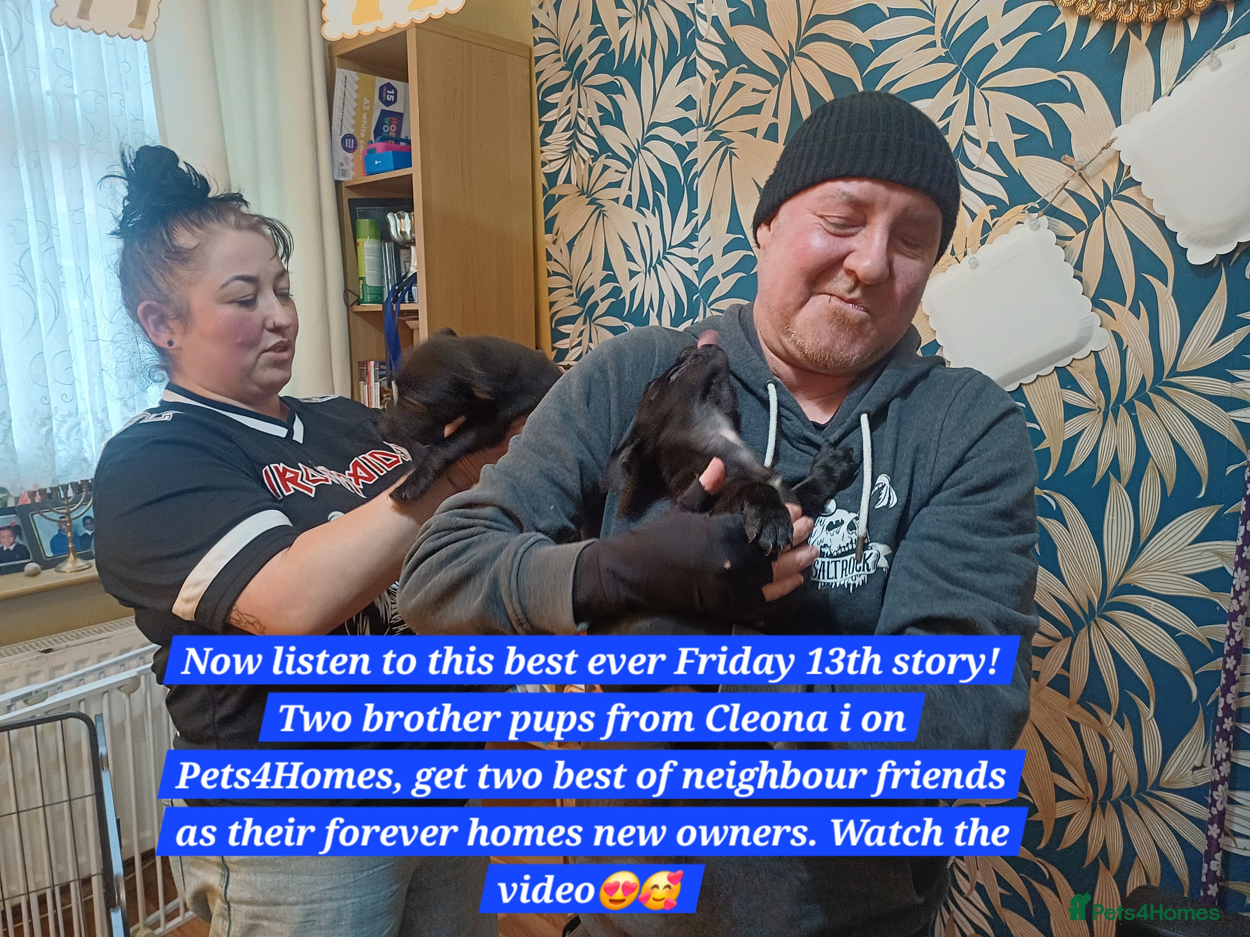 Mixed Breed dogs Staffordshire Bull Terrier, quarter Jack Russell. - Advert 8