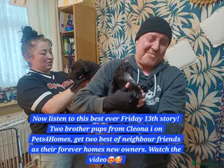 Mixed Breed dogs Staffordshire Bull Terrier, quarter Jack Russell. - Advert 8