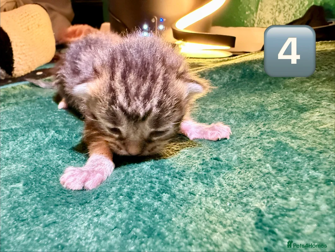 Maine Coon cats for sale: Gorgeous Fluffy Maine Coon Kittens  - Advert 13