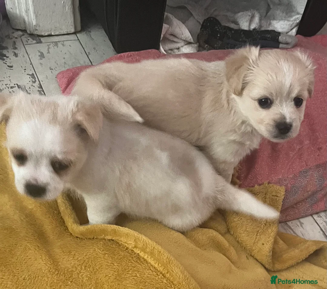 Mixed Breed dogs for sale: POMCHI X BABIES  - Advert 1