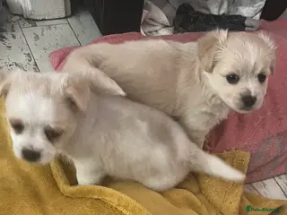 Mixed Breed dogs POMCHI X BABIES - Advert 11