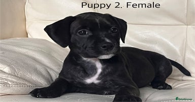 Staffordshire Bull Terrier dogs - Advert 2