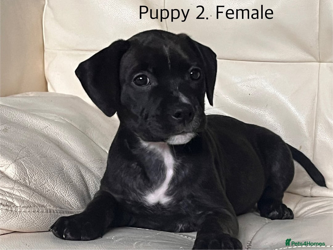 Staffordshire Bull Terrier dogs for sale: Beautiful Staffy puppies  - Image 3