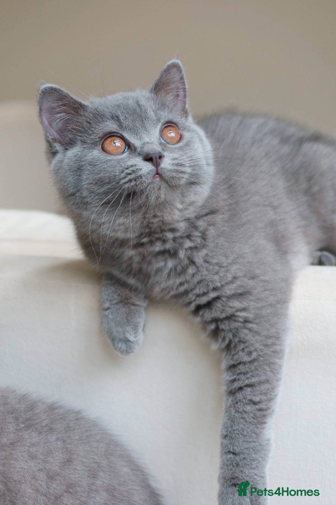 British Shorthair cats Active British Shorthair Blue Girl - READY NOW - Advert 2
