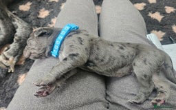 Great Dane dogs for sale: Great dane puppies  - Image 9