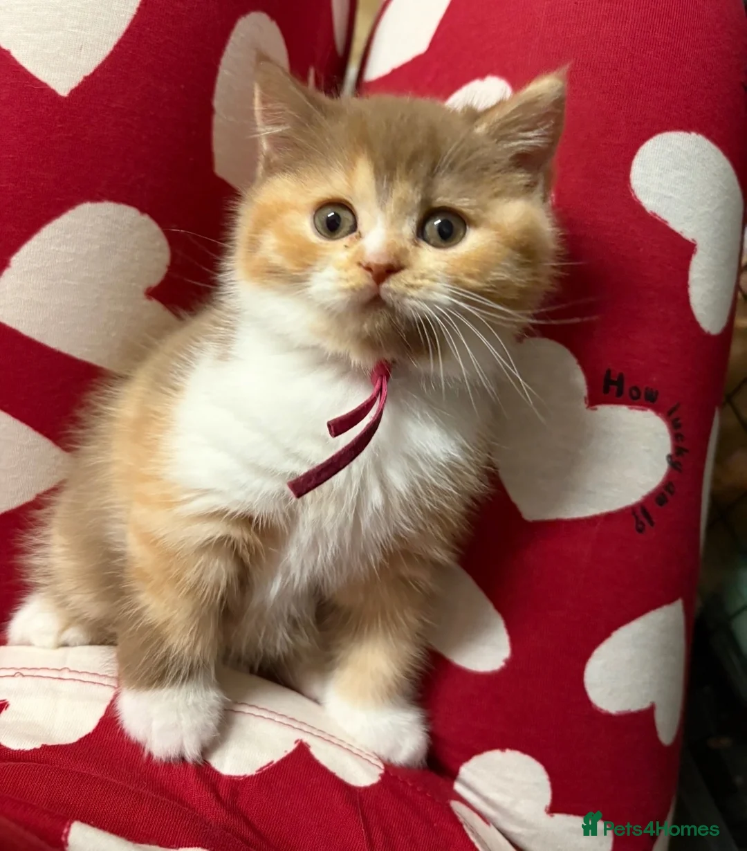 British Shorthair cats for sale: Kitten ready to leave 22nd October  - Advert 6