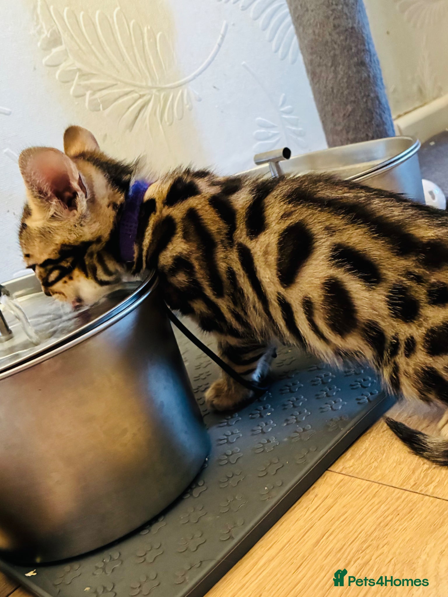 Bengal cats *READY TO GO* Beautiful Bengal Kittens - Advert 1