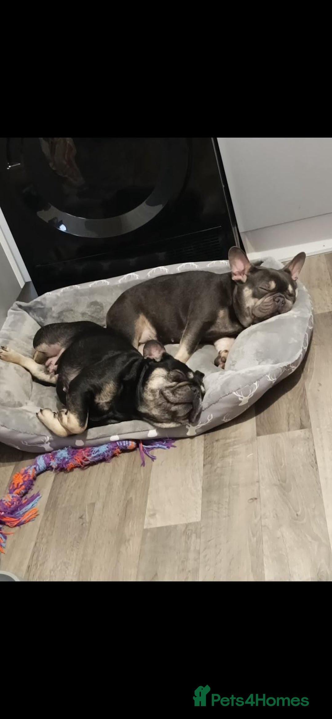 French Bulldog dogs for sale: French Bulldogs  - Image 6