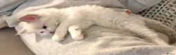 Ragdoll cats for sale: 🐾 Beautiful Ragdoll Kittens - Stunning example - Advert 7