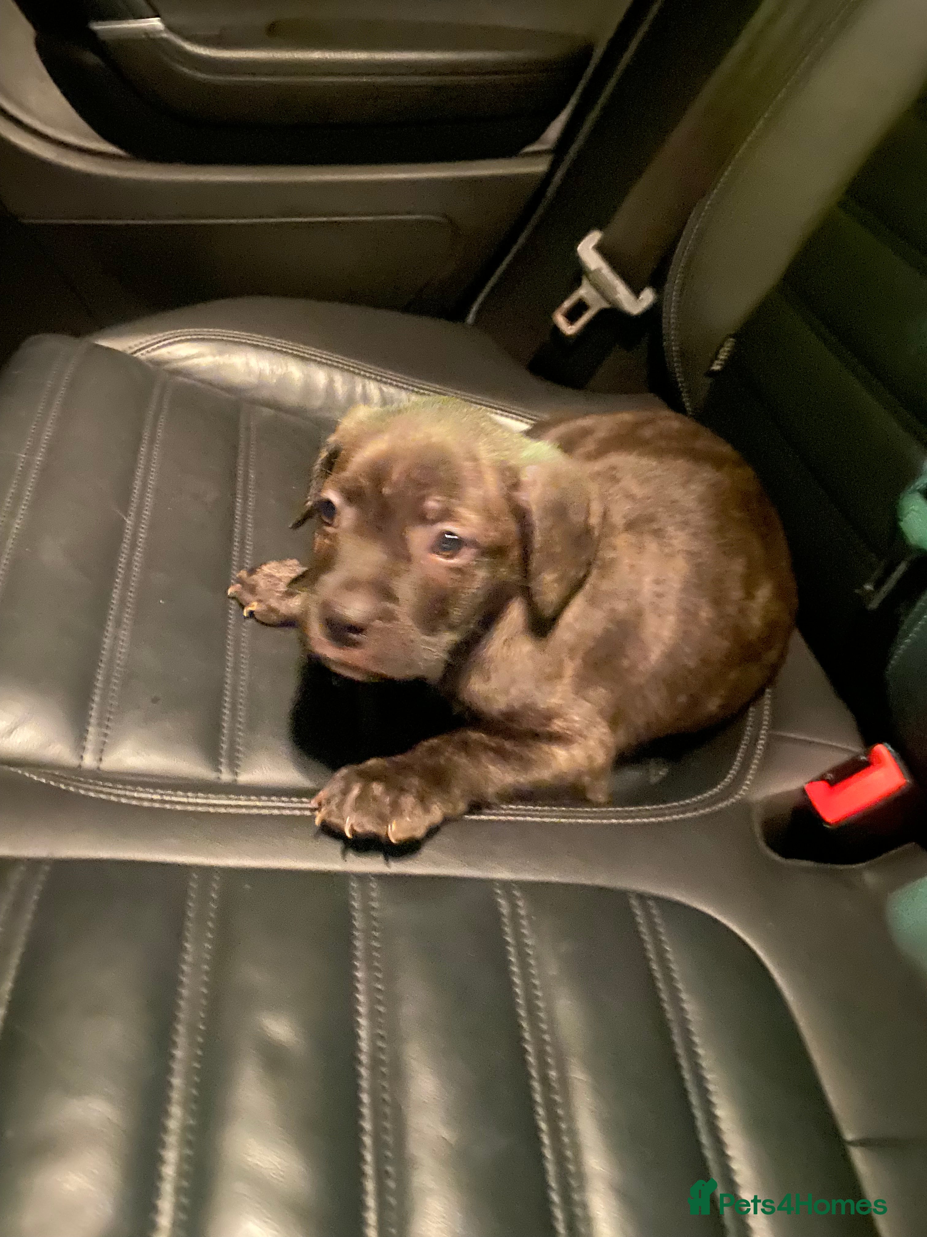 Mixed Breed dogs Puppy looking for his forever home - Advert 1