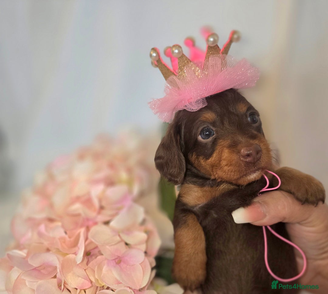 Mixed Breed dogs for sale:  miniature dachshund cross toy poodle doxiepoo   - Image 31