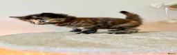 Turkish Angora cats for sale: Gorgeous fluffy kitten available  - Advert 4