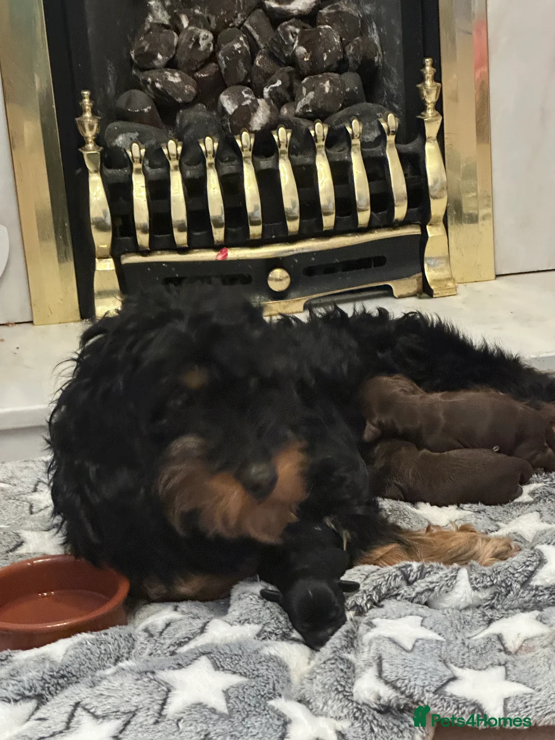 Cockapoo dogs for sale: Cockapoos - Advert 2