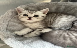 Scottish Fold cats for sale: Scottish fold kittens ready to find new homes - Image 34