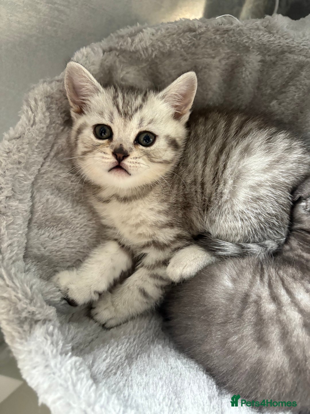Scottish Fold cats for sale: Scottish fold kittens ready to find new homes - Image 34