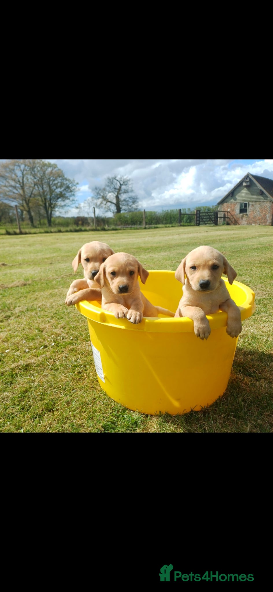 Labrador Retriever dogs KC Registered Labs 1 male, 2 females remaining  - Advert 12