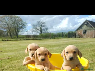 Labrador Retriever dogs KC Registered Labs 1 male, 2 females remaining - Advert 12