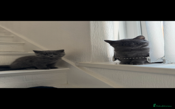 British Shorthair cats for sale: British shorthair kittens - Image 10