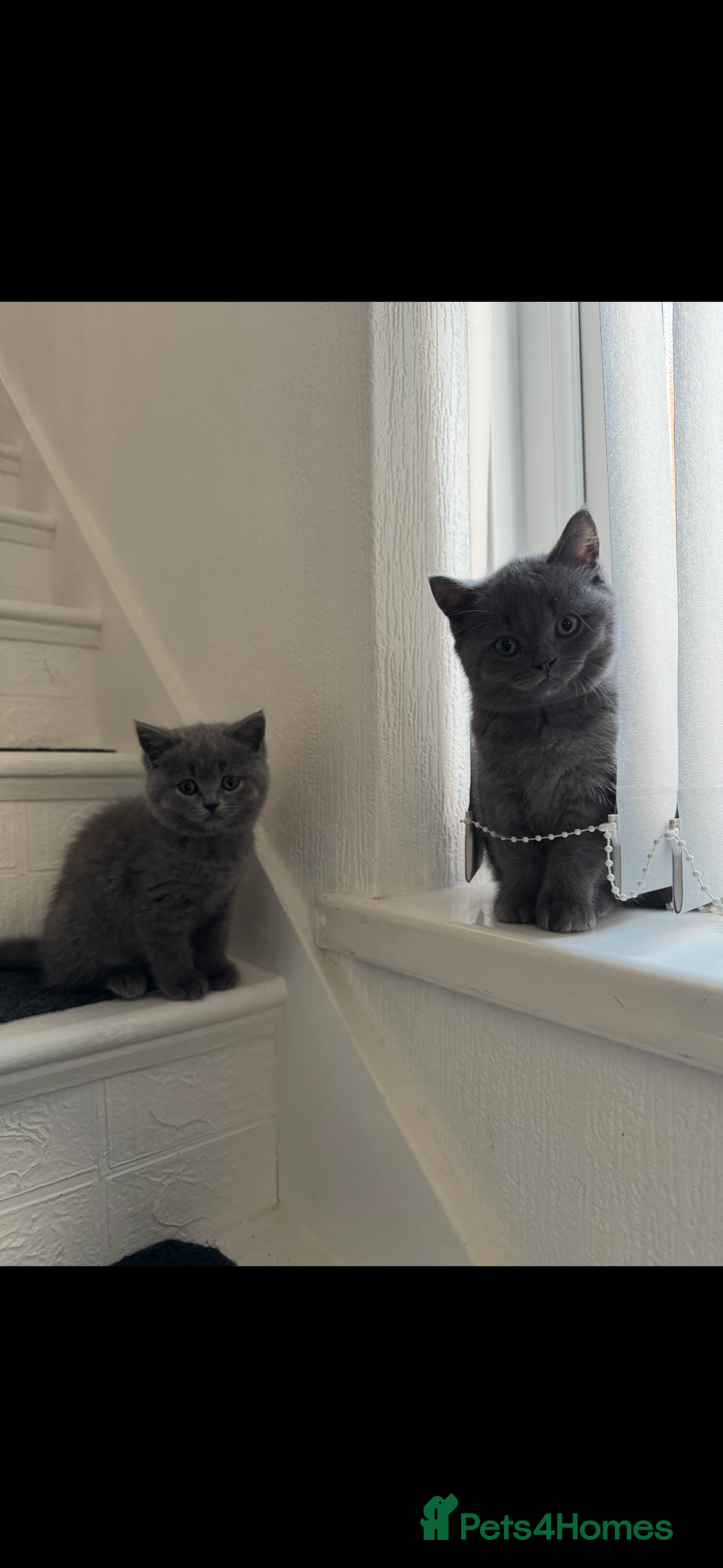 British Shorthair cats for sale: British shorthair kittens - Image 10
