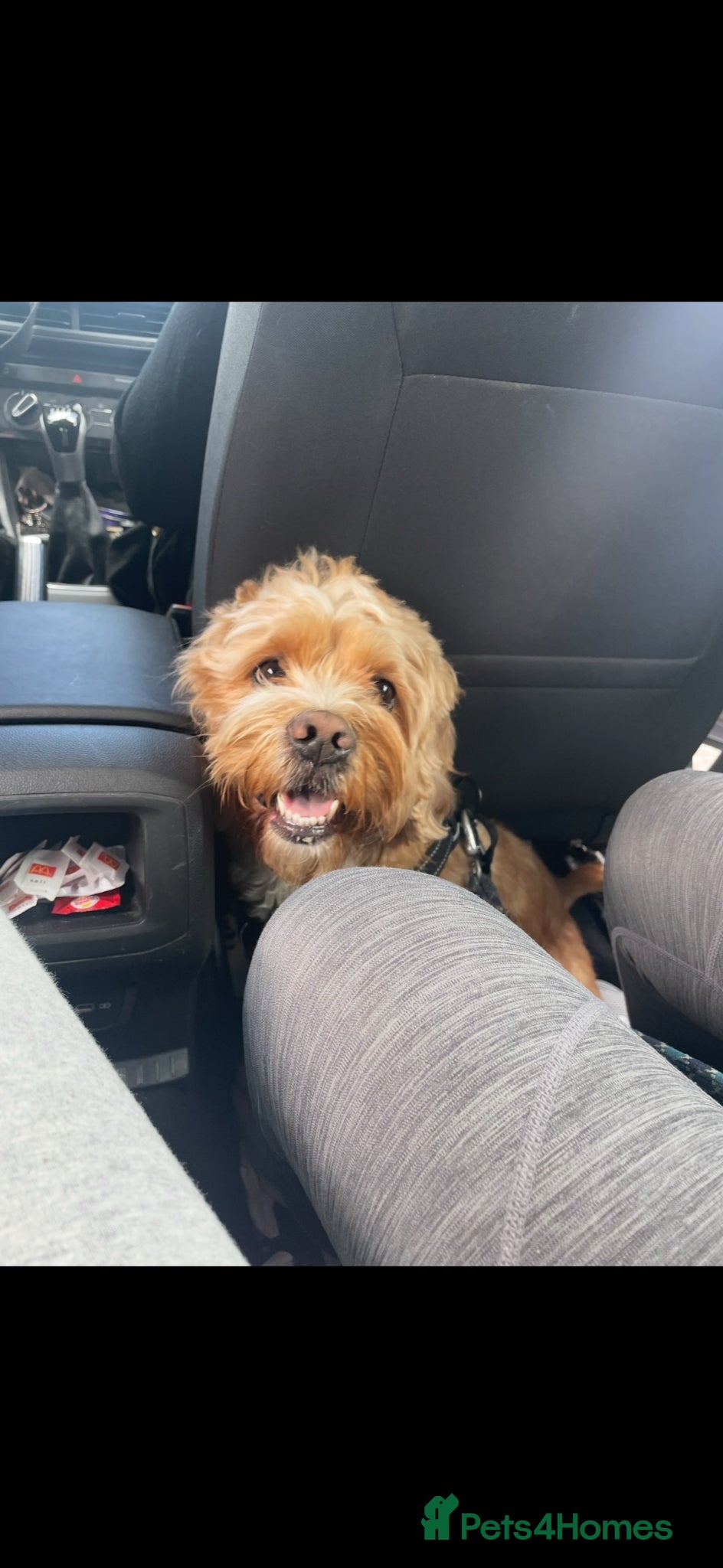 Mixed Breed dogs Cock-A-Tzu male - Advert 1