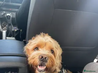 Mixed Breed dogs Cock-A-Tzu male - Advert 1